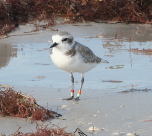 Photo (9): Snowy Plover