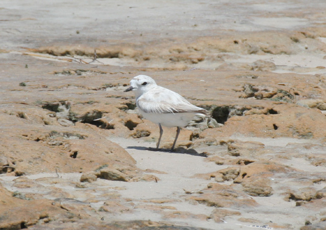 Photo (11): Snowy Plover