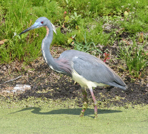 Photo (6): Tricolored Heron