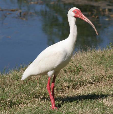 Photo (2): White Ibis