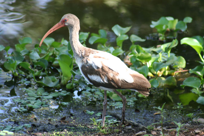 Photo (19): White Ibis
