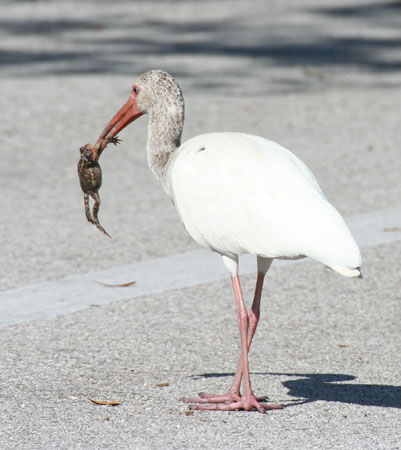 Photo (8): White Ibis