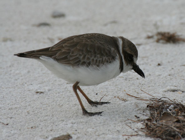 Photo (8): Wilson's Plover