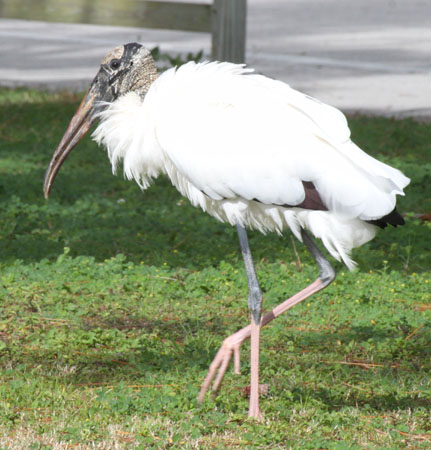 Photo (12): Wood Stork
