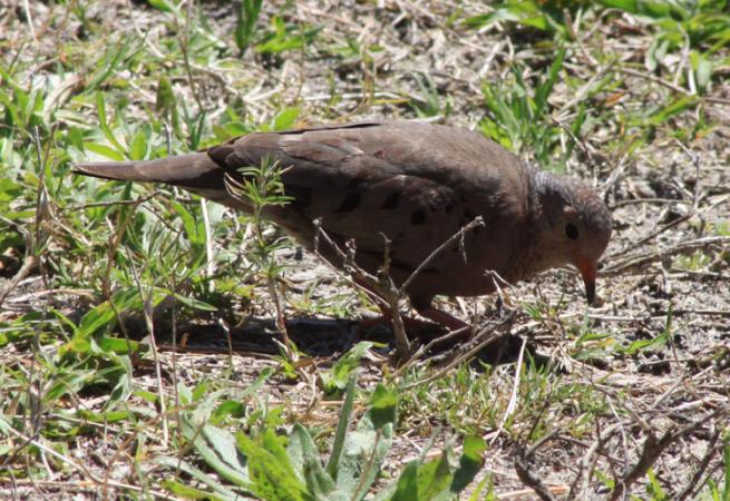 Photo (9): Common Ground-Dove