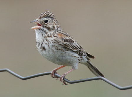 Photo (3): Vesper Sparrow