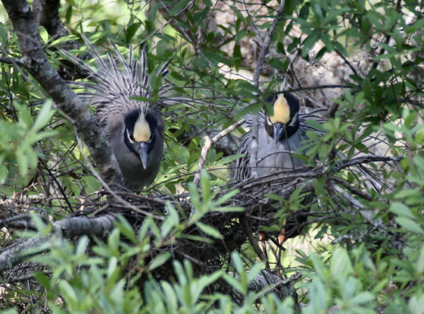 Photo (20): Yellow-crowned Night-Heron