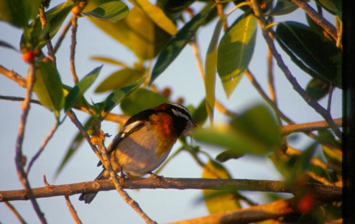 Photo (1): Western Spindalis