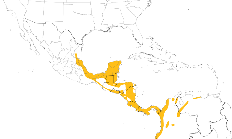 Range Map (Central): Yellow-billed Cacique