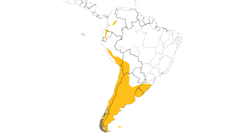 Range Map (South): Yellow-billed Pintail
