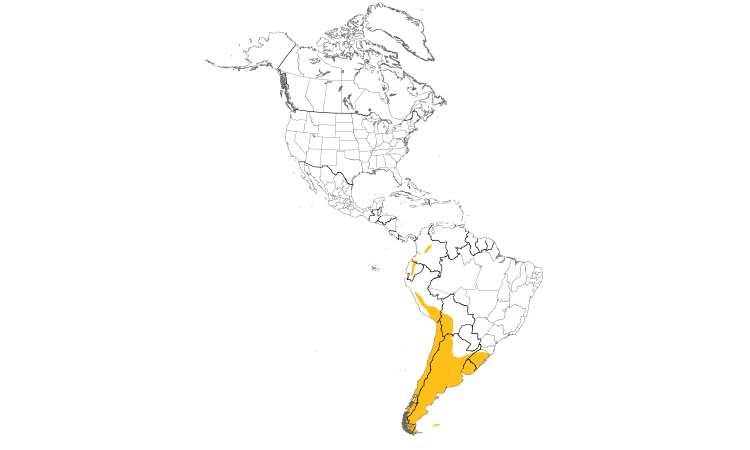 Range Map (Americas): Yellow-billed Pintail