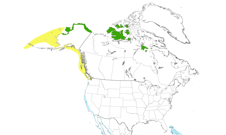 Range Map (North): Ruddy Turnstone