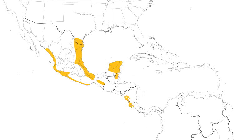 Range Map (Central): Olive Sparrow