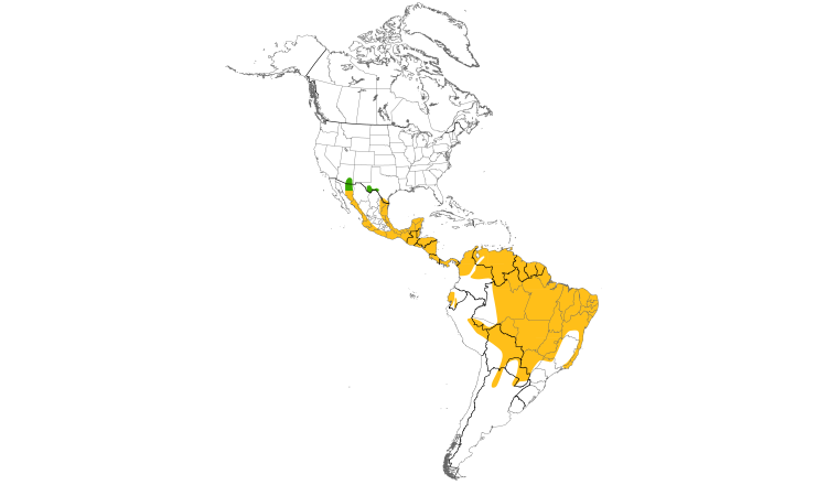 Range Map (Americas): Gray-lined Hawk