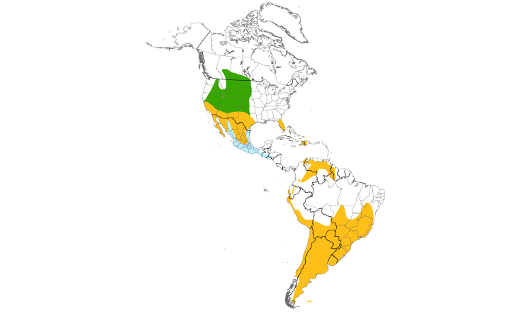 Range Map (Americas): Burrowing Owl