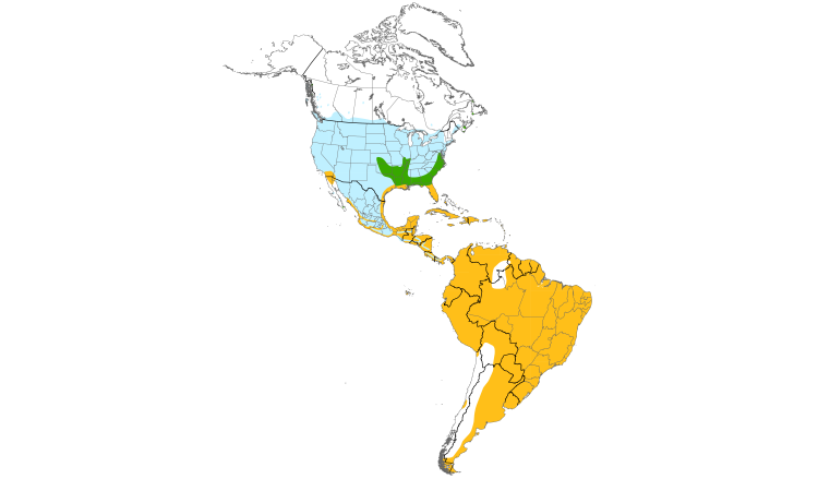 Range Map (Americas): Cattle Egret