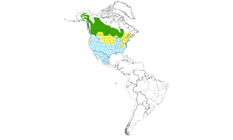 Range Map (Americas): Bufflehead