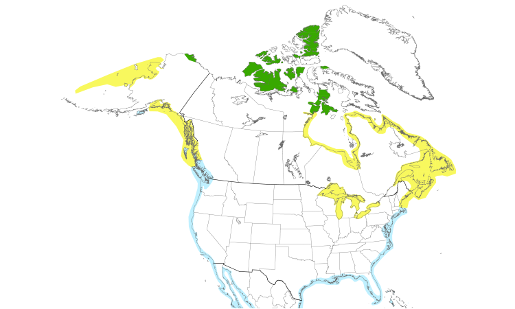 Range Map (North): Sanderling