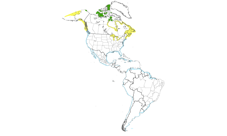 Range Map (Americas): Sanderling