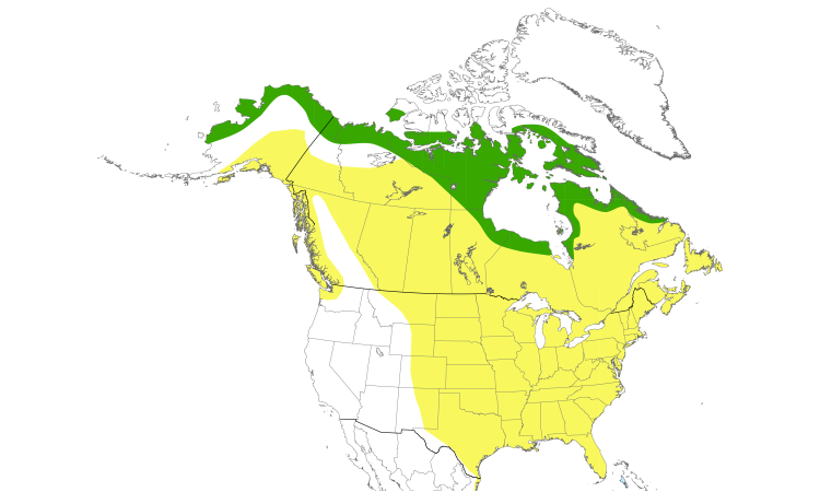 Dendroica Canada - Semipalmated Sandpiper - Calidris pusilla