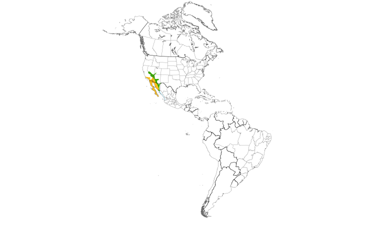 Range Map (Americas): Costa's Hummingbird