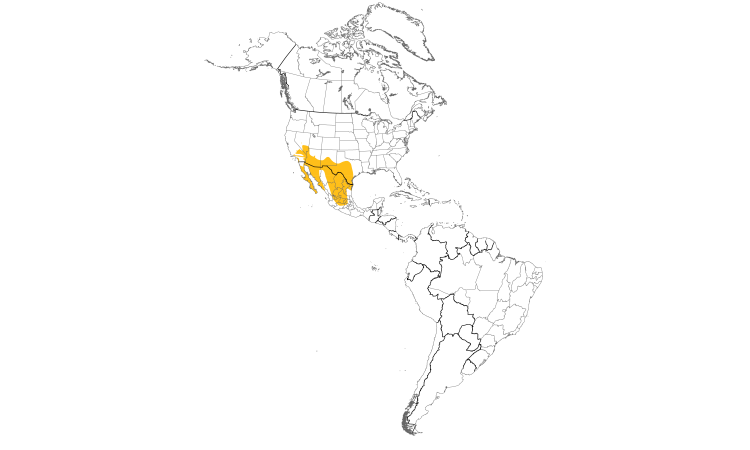 Range Map (Americas): Cactus Wren