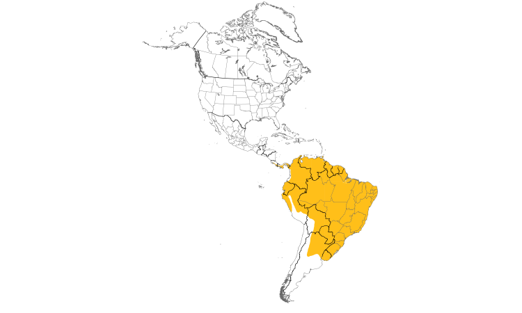 Range Map (Americas): Southern Beardless-Tyrannulet
