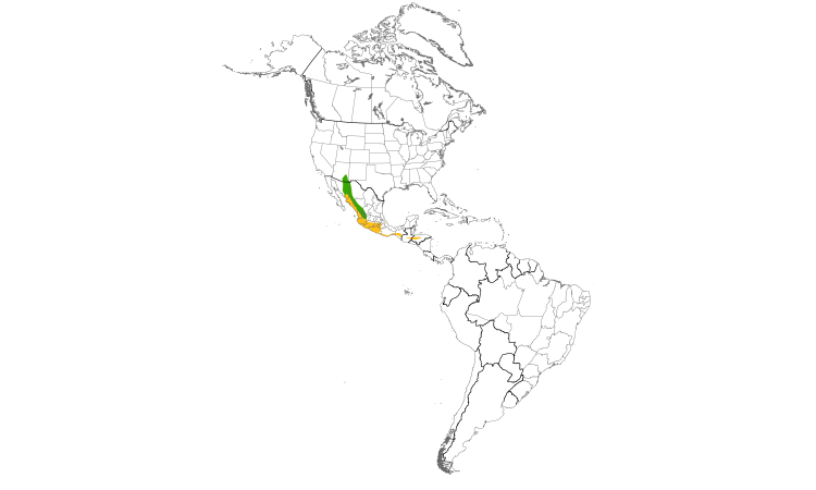 Range Map (Americas): Buff-collared Nightjar