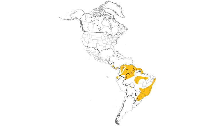 Range Map (Americas): Yellow Tyrannulet