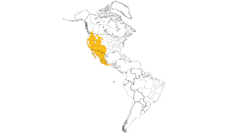 Range Map (Americas): Canyon Wren