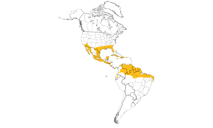 Range Map (Americas): Common Ground-Dove