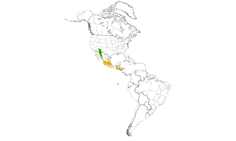 Range Map (Americas): Greater Pewee