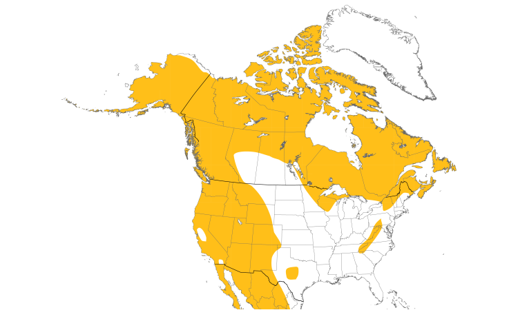 Range Map (North): Common Raven