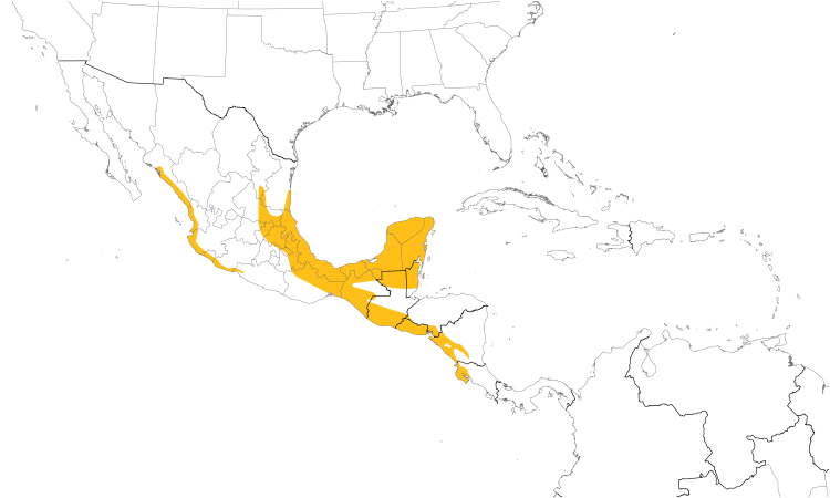 Range Map (Central): Thicket Tinamou