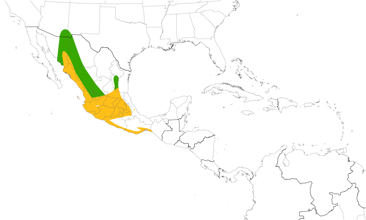 Range Map (Central): Broad-billed Hummingbird