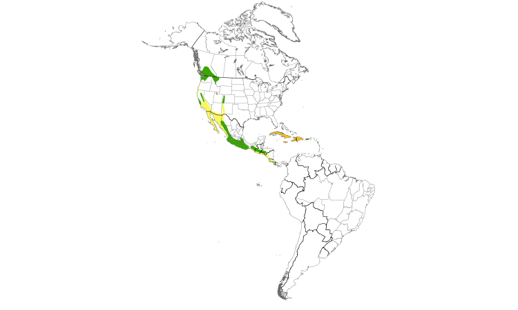 Range Map (Americas): Black Swift