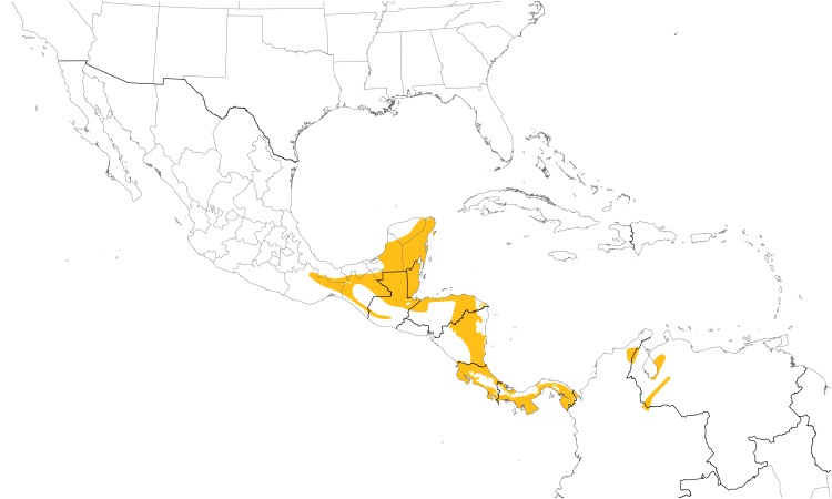 Range Map (Central): Ruddy Woodcreeper