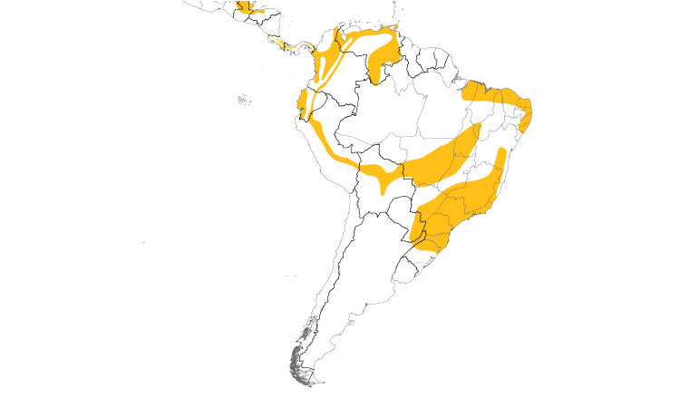 Range Map (South): Plain Antvireo