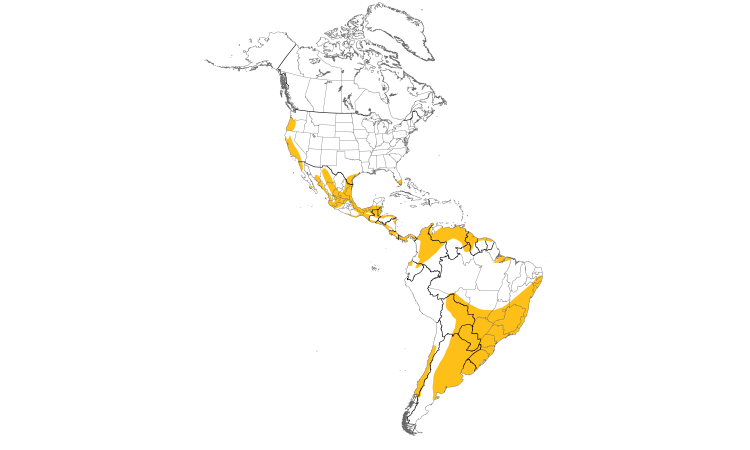 Range Map (Americas): White-tailed Kite