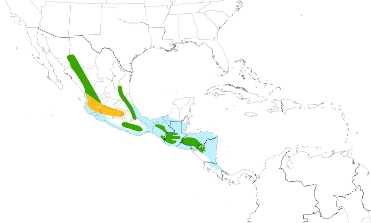 Range Map (Central): White-throated Flycatcher