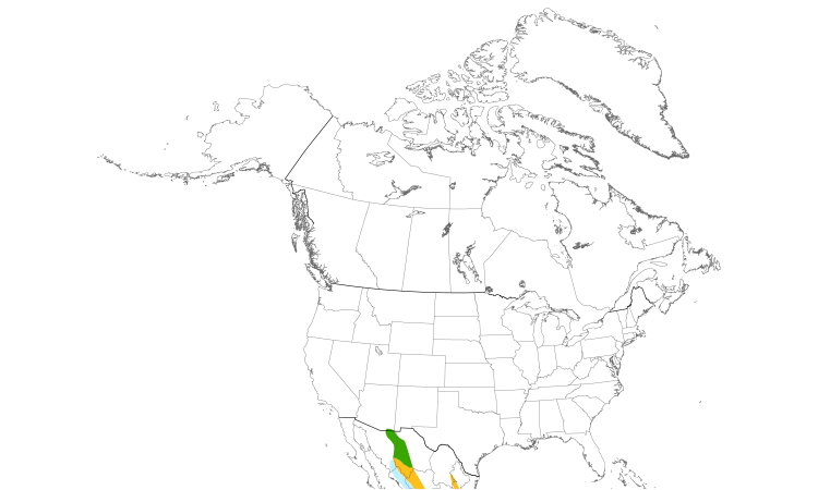 Range Map (North): Buff-breasted Flycatcher