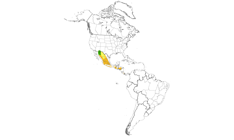 Range Map (Americas): Magnificent Hummingbird