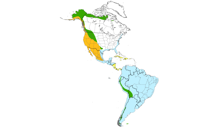 Range Map (Americas): Peregrine Falcon