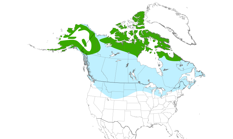 Carte de répartition  (North): Faucon gerfaut