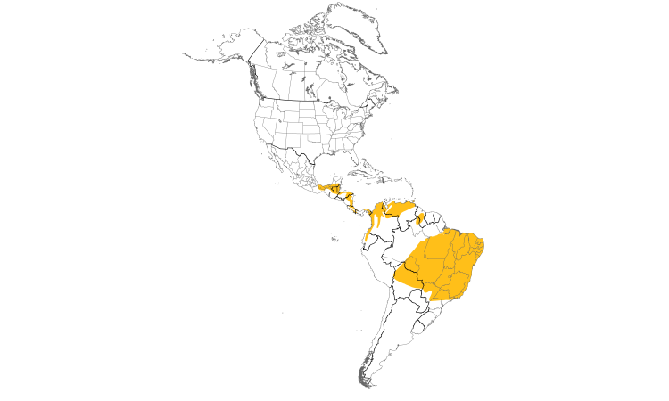 Range Map (Americas): Rufous-tailed Jacamar