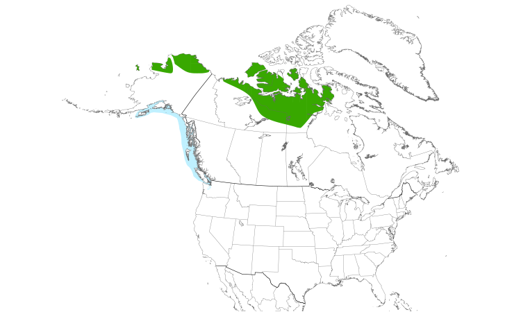 Range Map (North): Yellow-billed Loon