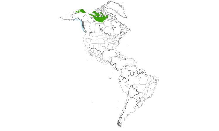 Range Map (Americas): Yellow-billed Loon