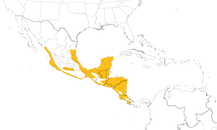 Range Map (Central): Gray-crowned Yellowthroat