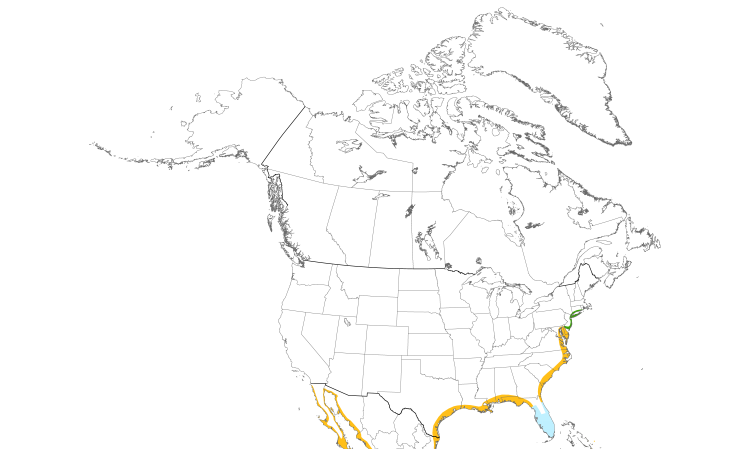 Range Map (North): American Oystercatcher