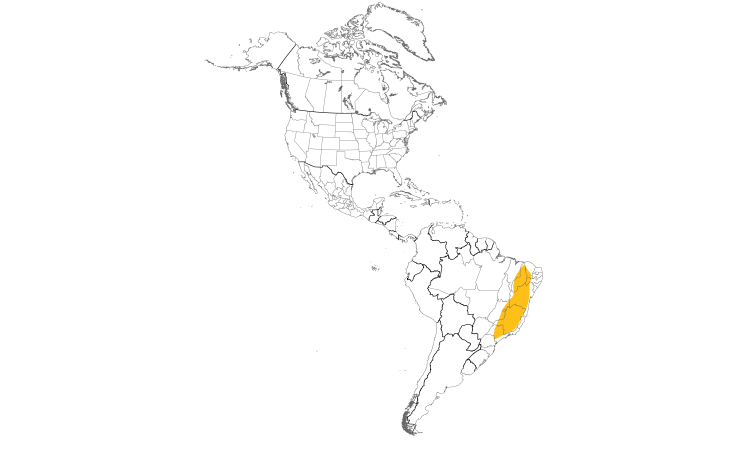 Range Map (Americas): Gray-eyed Greenlet
